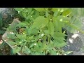 How Did I Grow Chilli Peppers?  Plants!  Plants, Who Doesn't Like Plants?