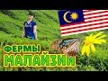Малайзия. Фермы, чайные плантации, скорпионы. Камерон Хайлендс
