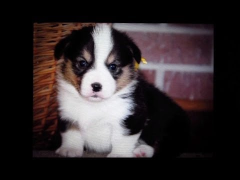 PREPARING FOR PUPPY - Life After College: Ep. 319