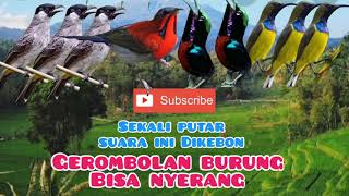 Suara Pikat Kutilang Ribut Kombinasi Suara Burung Kolibri Ribut