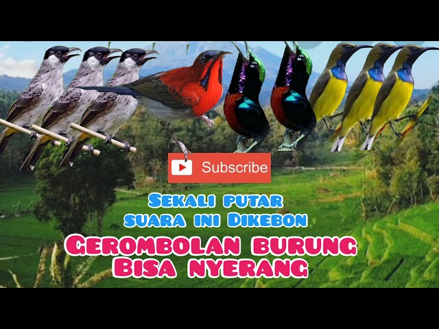 Suara Pikat Kutilang Ribut Kombinasi Suara Burung Kolibri Ribut class=