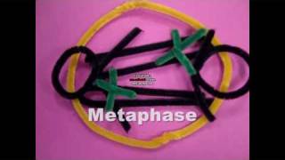 Mitosis with pipecleaners
