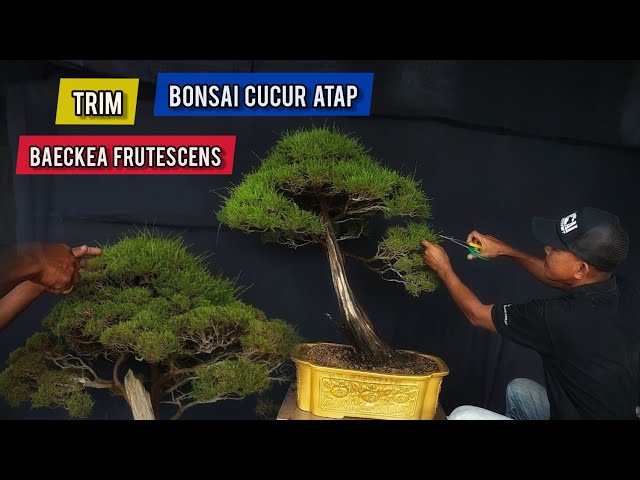 How to trim Baeckea Frutescens Bonsai / Cucur Atap class=