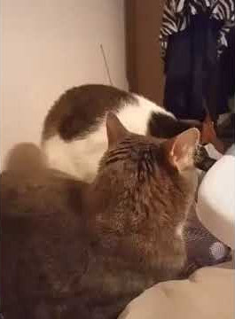 Cat Hisses When Other Cat Bites Her Back - 1137546