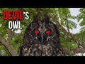 STYGIAN OWL ─ The Red Eyed Devil's Owl