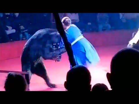 Прокуратура расследует нападение медведя на дрессировщицу в орловском цирке