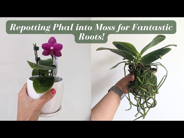 Relax & Repot | Repotting my Novelty Phalaenopsis Orchid into Sphagnum Moss class=