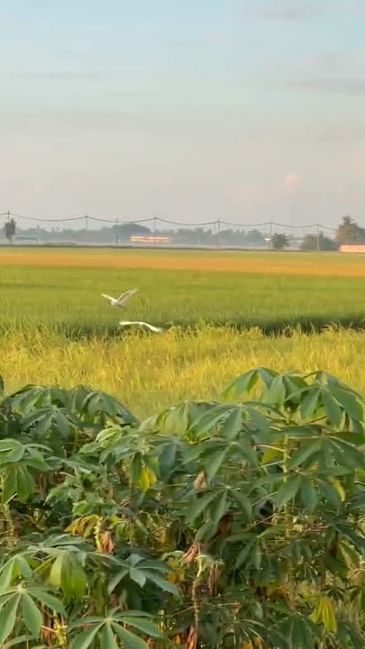 suasana nostalgia kampung di tepi sawah padi