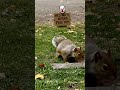Funny Viral Nutjob Squirrel doing tricks on an AC Unit #animals #squirrel #memes #comedy
