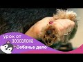 Мастер класс по гигиенической стрижке йоркширского терьера