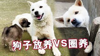 Diary of stray dogs ④ stocked dogs VS tied dogs