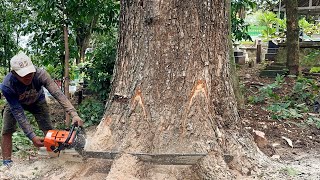 Wow… it’s crazy ‼️ Cut down big tall trembesi tree beside ancient site, Stihl ms881.