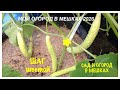 МОЙ ОГОРОД В МЕШКАХ 2020. Шаг N6. Огурцы, Капуста, Свёкла. My GARDEN in BAGS 2020.