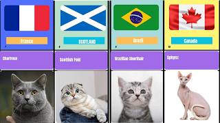 52 Countries, 52 Cats: Cat Breeds Around the World
