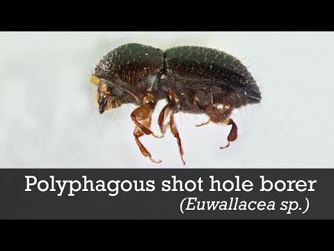 Video: Polyfágní Kalifornský Hmyz