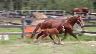Daventry's Oh Snap! by Daventry Equestrian 157 views 7 years ago 39 seconds