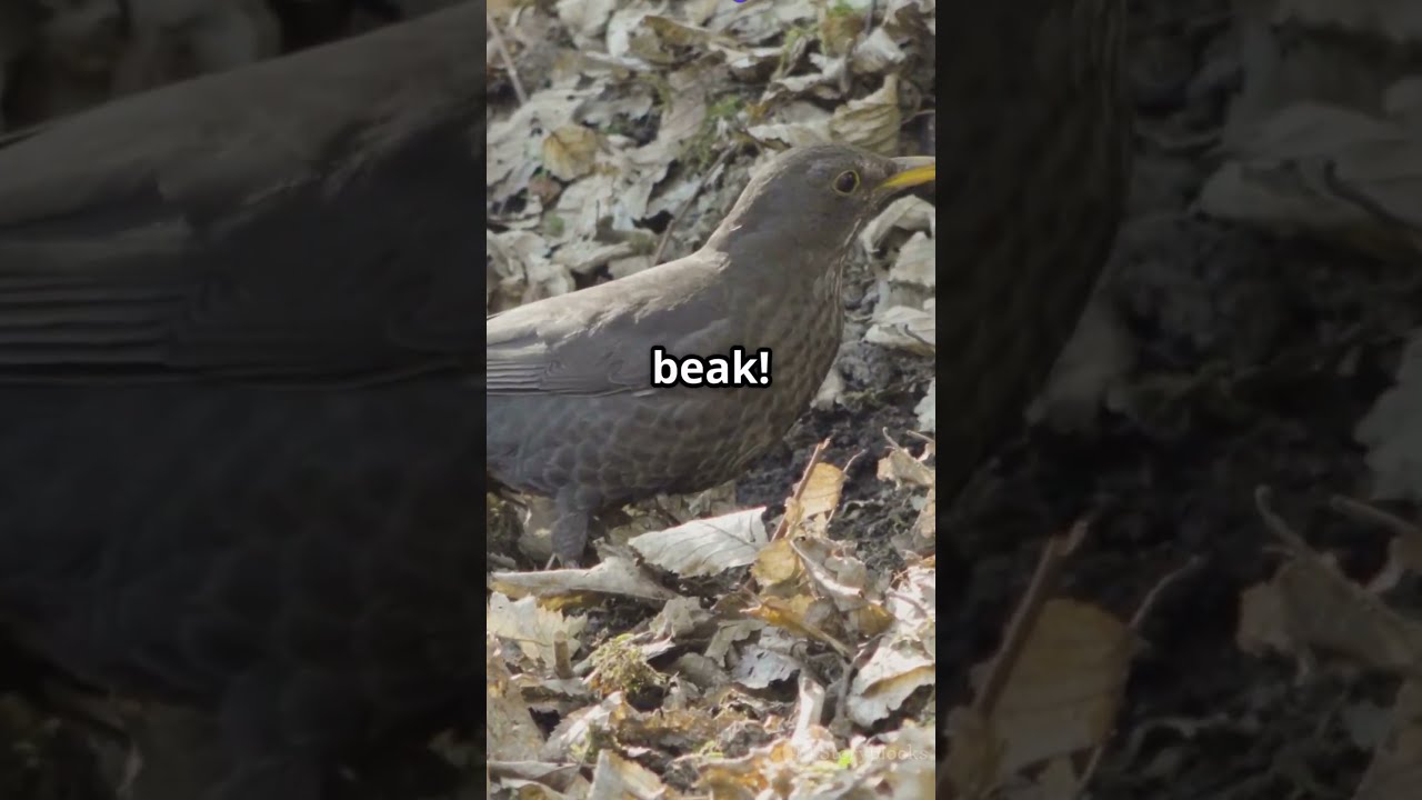 "How Do Moths Use Camouflage to Survive?" l Animalogy