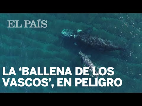 Vídeo: Baby Boom De La Ballena Franca Del Atlántico Norte