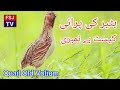 Batair Ka Old Volium Batair Ki Porani Kasait Number Quail Hunting بٹیر کی پرانی کیسٹ صبح کیلۓ بٹیر Batair Ka Old Volium Batair Ki Porani Kasait Number Quail Hunting بٹیر کی پرانی کیسٹ صبح کیلۓ بٹیر