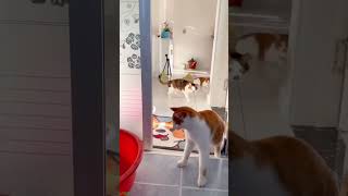 Funniest Cat 🐱 funny cats moments 🥰 # #6796