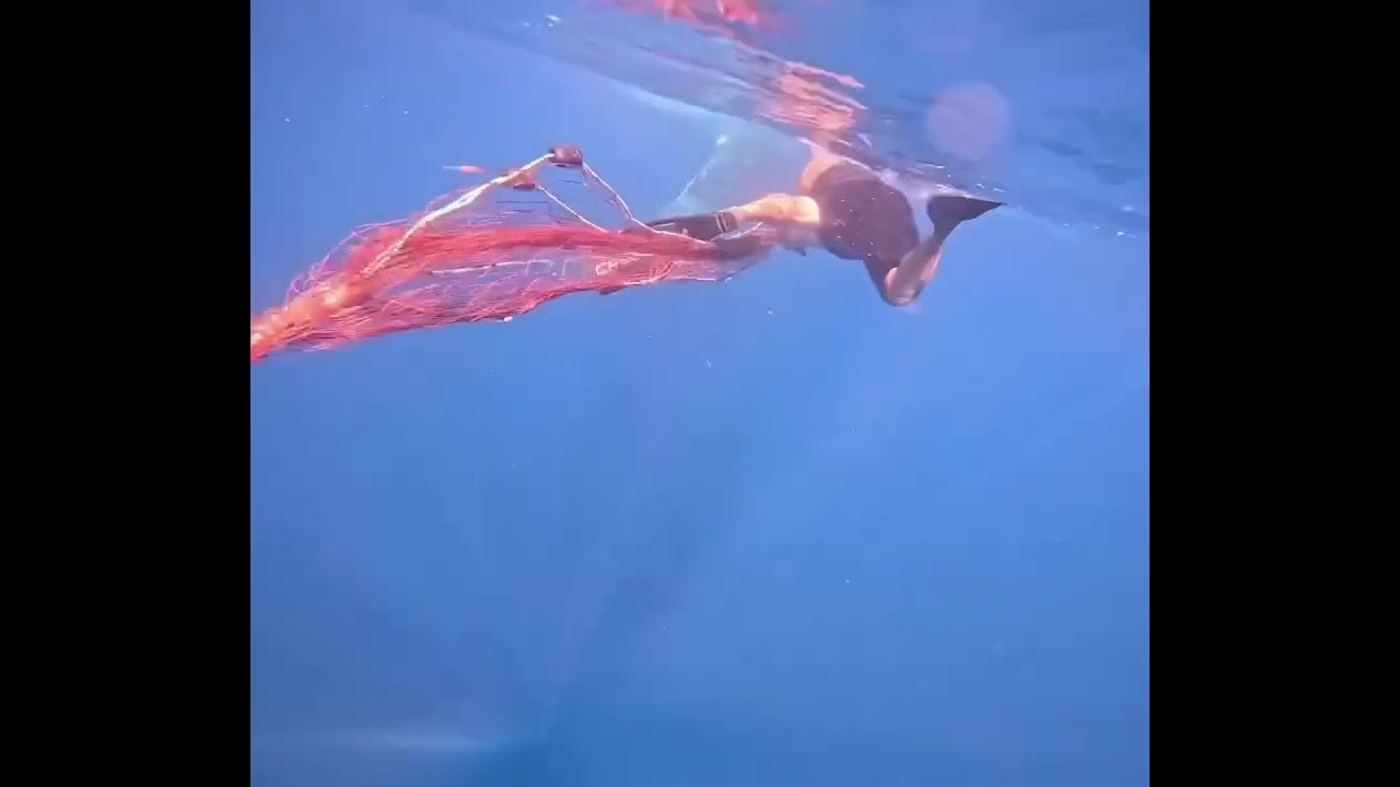 漁網に絡まったザトウクジラを救出！ メキシコのモブラ＆シャチ