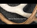 Antler Restoration Tips - Broken Tines & Staining