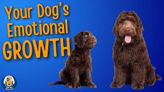 Puppy Development Stages And Your Dog