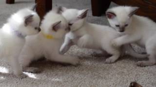 siamese balinese kittens for sale