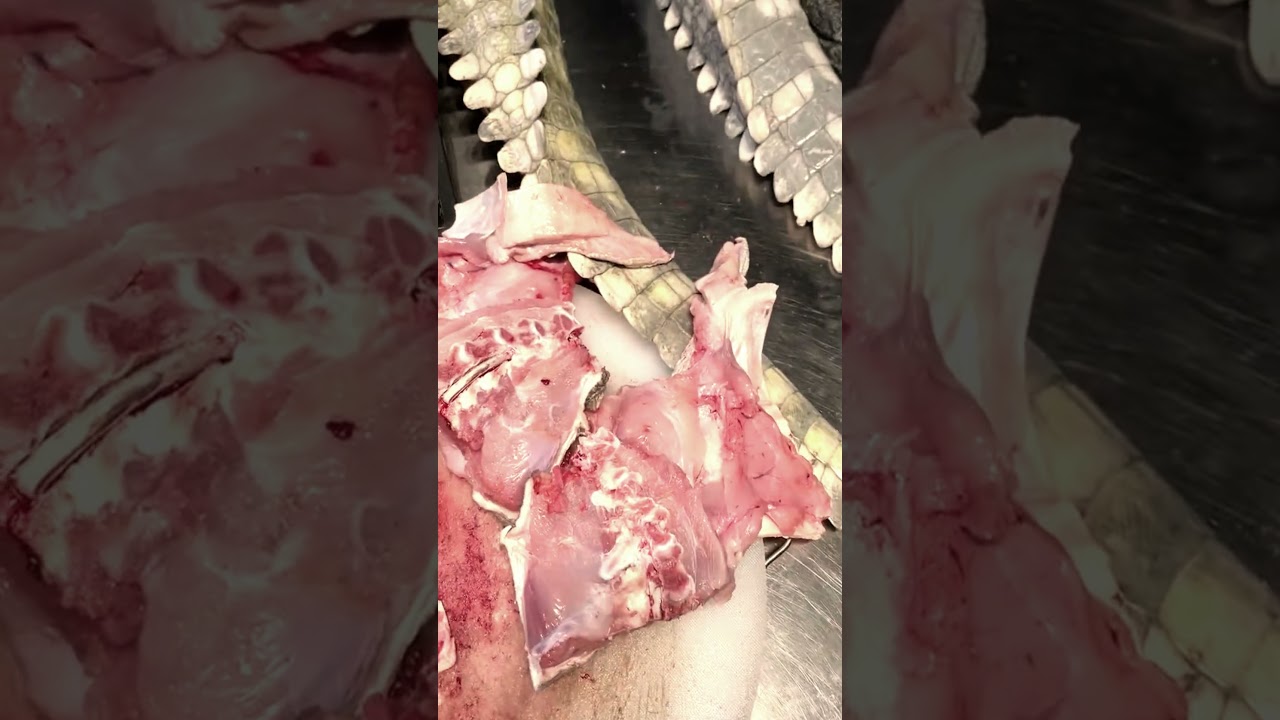 Fresh crocodile meat, crocodile legs, crocodile tail, fresh and visible