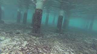 Freediving With Barracuda - Maldives - Sept 2013