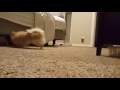 Potbelly pig and miniature Pomeranian best friend playtime