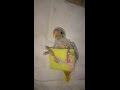 Как вылечить шпагат у птенца попугая