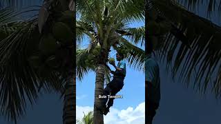 A toast to good life, island style! #subscribe #travel #fiji #foryou