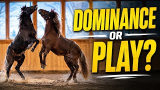 Horse Behavior Explained: Dominance vs Play (Most People Get This Wrong)