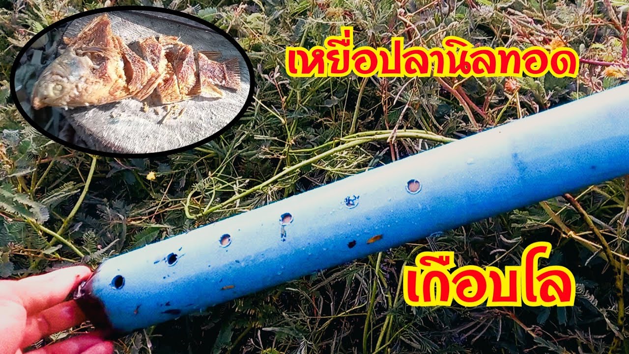 ดักปลาไหล เข้ามาได้ไง กระบอกเดียวเกือบกิโล