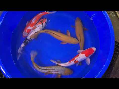 18.5" (47cm) Male Yoshikigoi Chagoi - Y1501U