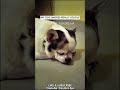 My Dog Snores Really Loudly