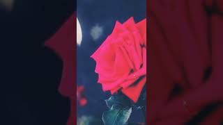 K Hikaye Platformu Manevi Huzura Erebilmenin Püf Noktası