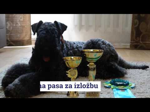 Salon za ulepšavanje pasa svih rasa