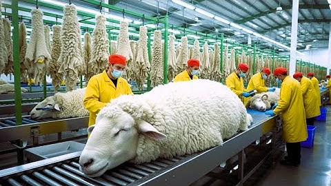 Inside the Sheep Wool Factory – How Raw Fleece Becomes Luxury Merino Clothing (Full Process)