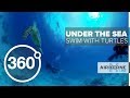 360 VIDEO: Under The Sea