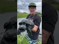 Removing Invasive Snapping Turtles from Secluded Pond! #turtle #minners #trapping #predators