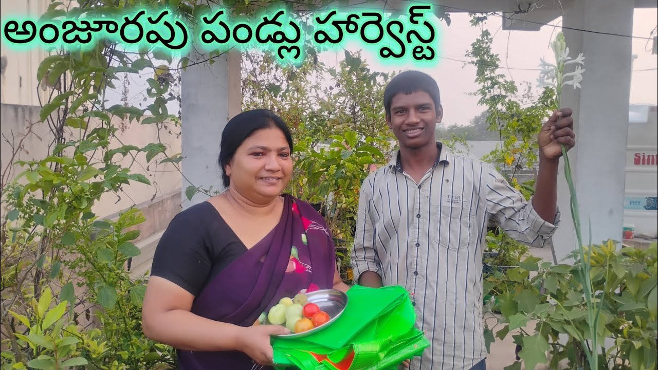 అంజూరపు పండ్లు హార్వెస్ట్ చూడండి ఏ విధంగా చేసేను చూడండి...