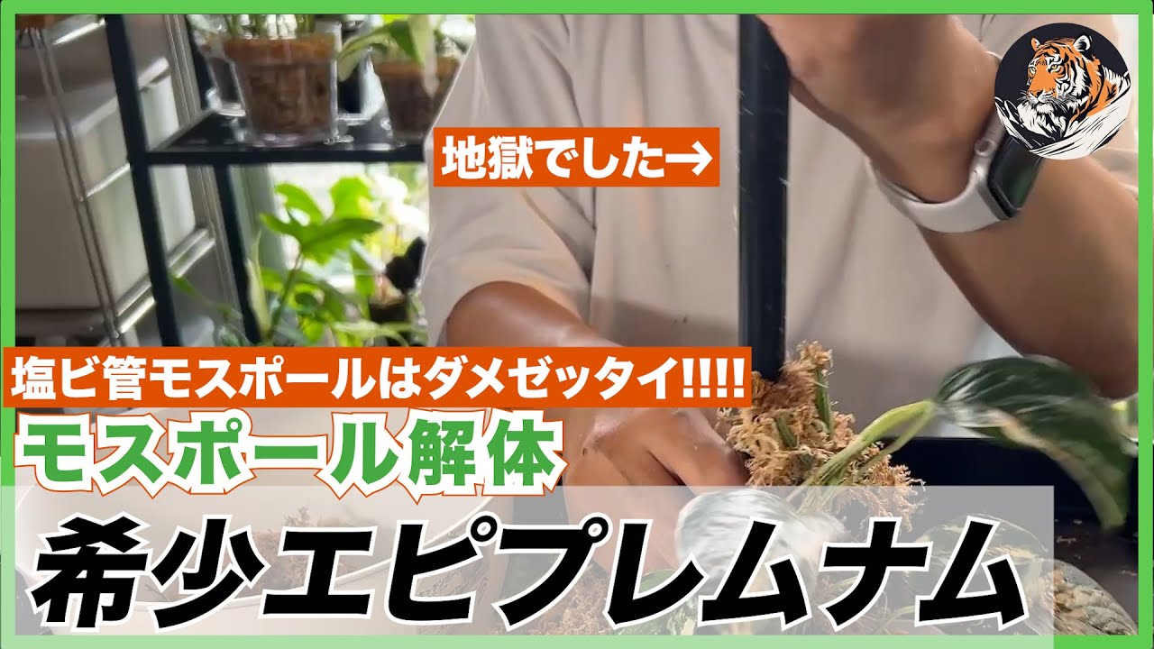 【エピプレムナム】塩ビ管モスポールはマジで地獄でした。エピプレムナム・ピナツムのマーブルとバリエガータ、sp. バリ ハノマンのモスポール解体、増殖、植替え