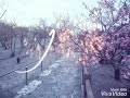 بعيــد الشـر محمــود القـصير 