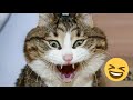 СМЕШНЫЕ ВИДЕО О ЖИВОТНЫХ | FUNNY ANIMALS | КОШКИ 2021 #5