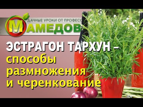 ЭСТРАГОН ТАРХУН - Способы Размножения и Черенкование