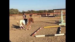 Jumping Shetland pony