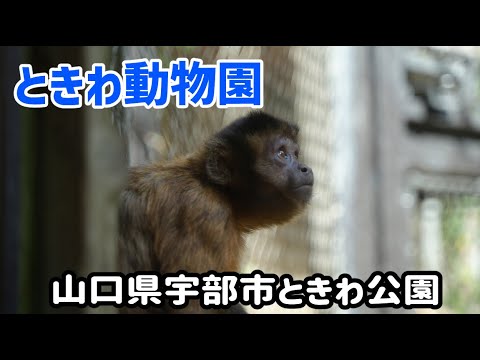一人旅山口編】ときわ動物園(2022.09)-動物園,アクセス,駐車場
