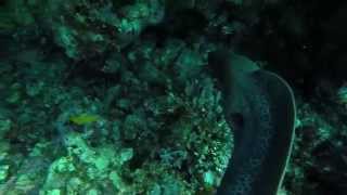 Moray eel bites GoPro camera!